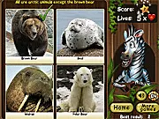 Odd One Out: Zebra Y8 free online puzzle game, a cute zebra hosting a visual quiz challenge