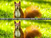 Two similar pictures of a cute squirrel that requires the player to find the visual differences