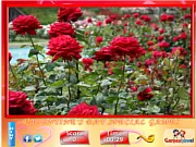 Screenshot of the Puzzle Craze - Rose Garden online game showing scrambled pieces of a rose garden image waiting to be solved