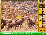 Hidden Spots Animals online game screenshot, close up of an animal picture with small hidden dots to find, free hidden object puzzle game