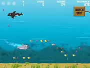 The big fat dolphin swimming in the ocean, hunting for new fish in this free online adventure game