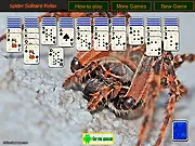 Screenshot of the Spider Solitaire Classic game showing multiple columns of cards arranged on a green felt background, with full descending suits waiting to be completed.