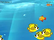 Fish Simulator free online game, play eat and grow fish, biggest fish in the sea, arcade survival game