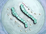 Pearl Worm 2 game screenshot, snake-like worm collecting colored pearls, free online arcade puzzle game