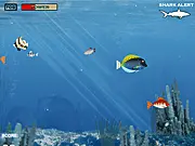 Gameplay screenshot showing a small piranha swimming between a swarm of tiny fish and a large, dangerous predator in the Hungry Piranha Online game.