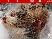 Dogs Hidden Numbers free online hidden object game featuring cute dogs