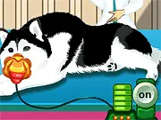 Play Puppy Birth Surgery free online pet doctor game, showing a dog mother being prepared for a Caesarean section to deliver her puppies.